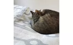 Pufz Blanket Caravan White / Gray -Quality Camping Shop 553990 3686606